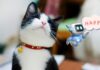 This AI collar translates dogs and cats: pet-tech revolution or a commercial gimmick?